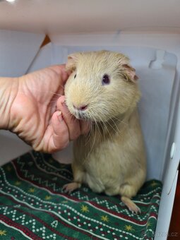 Morčata - 2 holky - 3 měsíce a rok - 2