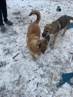 Štěně vlčáka - 2