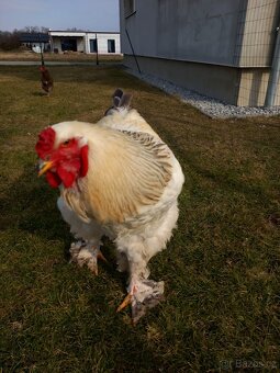 Brahman Kolumbijský Kohout - 2