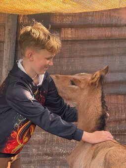 Hřebeček k rezervaci - 2