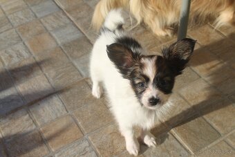 Papillon - pejsci s PP - 2