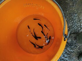 Nasada pstruha duhového a jesetera sibiřského. - 2