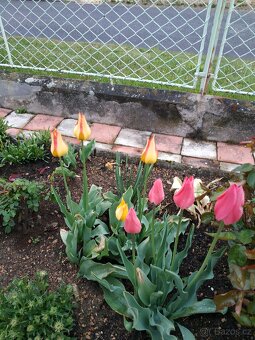 Cibule tulipánů mix barev - 2