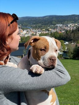 American Bully XL - 2
