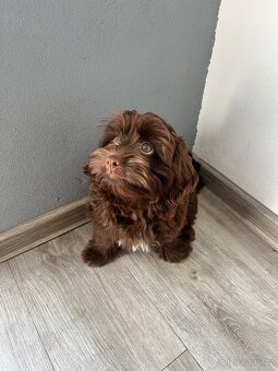 Maltipoo F1 - 2