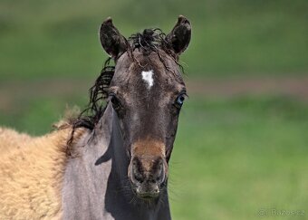 Letošní hřebeček minihorse - MOCCACCINO - 2
