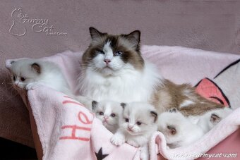 Ragdoll koťátka -  kocourek s PP - 2