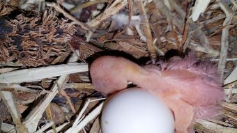 Chovná kakadu růžový Lutino 0,1 2018 - 2