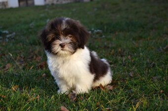 Havanský psík s PP - 2