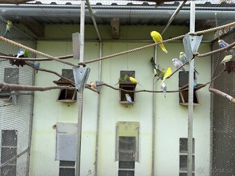 Andulka vlnkovaná - 2