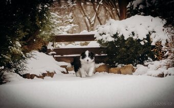 Přijímáme rezervace na štěňata Border Kolie s PP - 2