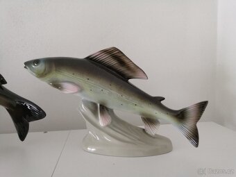 Ryby royal dux, jihokera - 2