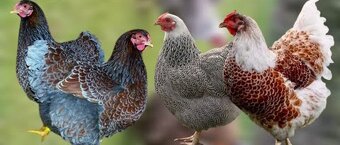 Slepičky jako vánoční dárek - pro okrasu i na užitek - 2