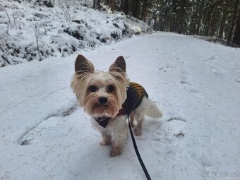 Biewer jorkšírský teriér krytí, připuštění - 2