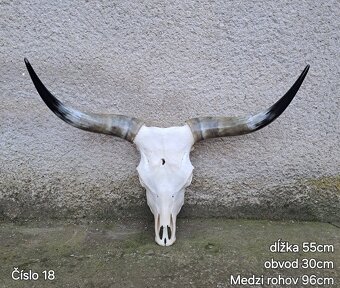 Trofeje, Vyleštené rohy - 2