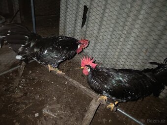 Kohouti vlaška černobílé - 2