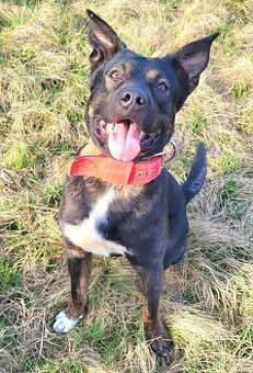 Medvídek Archie hledá domov - 2