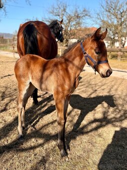 Kobylka Quarter Horse (AQH, QH) - 2