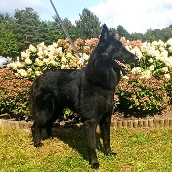 Štěňátka BO Groenendael s PP - 2