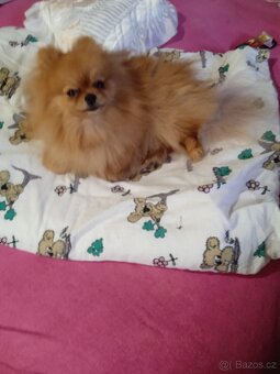 Prodám štěňata pomeranianu - 2