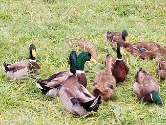 Kachna ruánská - 2