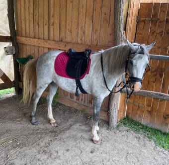 Predám - vymením - 2