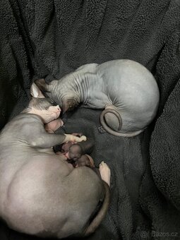 Kanadský sphynx - 2
