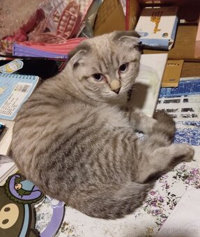 Skotská klapouchá, kotě, kocourek. - 2