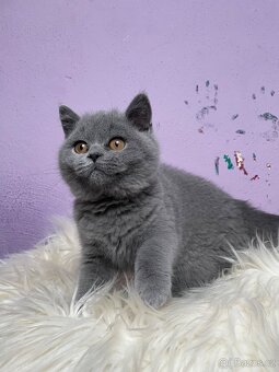 Britská modrá krátkosrstá s pp - 2