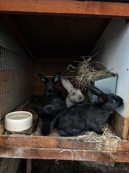 Prodám Králíky na maso a vídeňské - 2