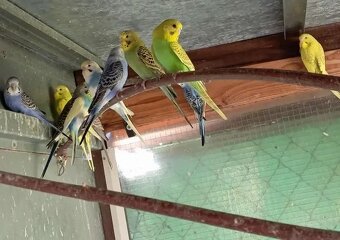 Andulky vlnkované - 2