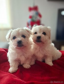 Maltézský psík maltezaček - 2
