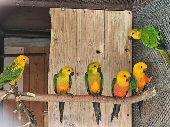 Chovný pár Arantingy jendaj - 2