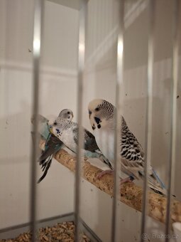 Andulka samec tcb - 2