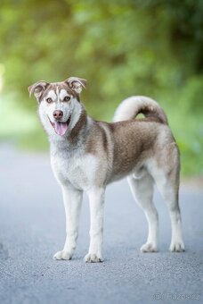 križenec husky - 2