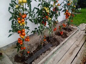 Opora na rajčata - 2