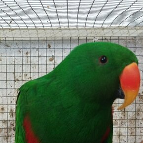 Papoušci - chovné páry - 2