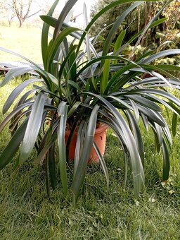 Klívie, Clivia oranžově kvetoucí - 2