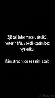 Hledám Kocoury - 2