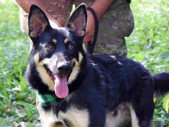 JANOT K ADOPCI - 1 ROK, MILÝ, PŘÁTELSKÝ - 2