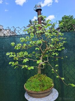 Bonsai,bonsaj Habr - 2