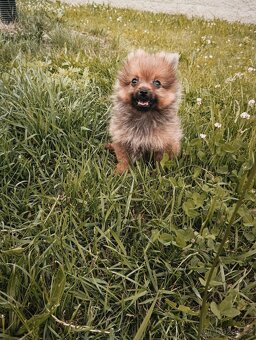 Pomeranian bez pp - 2