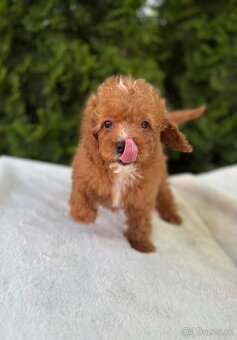 Cavapoo - 2