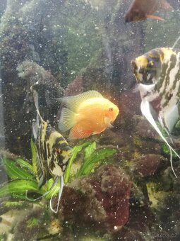 Heros severum super Red - 2