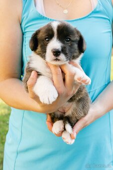 Welsh Corgi Cardigan - 2
