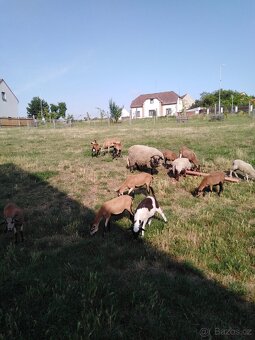 Jehňata ovce kamerunske - 2