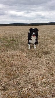 Border kolii ke krytí - 2