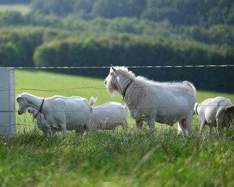 Prodám kozla s POP - 2