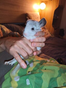 Činčila-Rezervace do 1.11. - 2