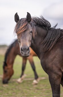 REZERVACE- Welsh Cob klisna 3 roky - 2